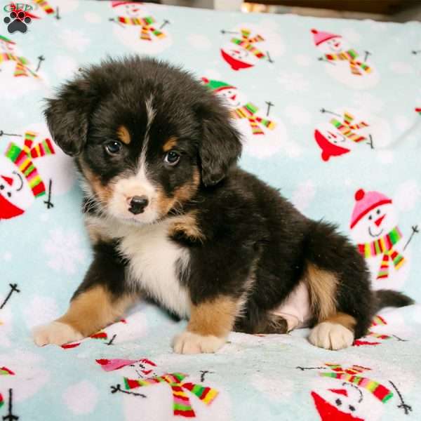 Crandell, Bernedoodle Puppy